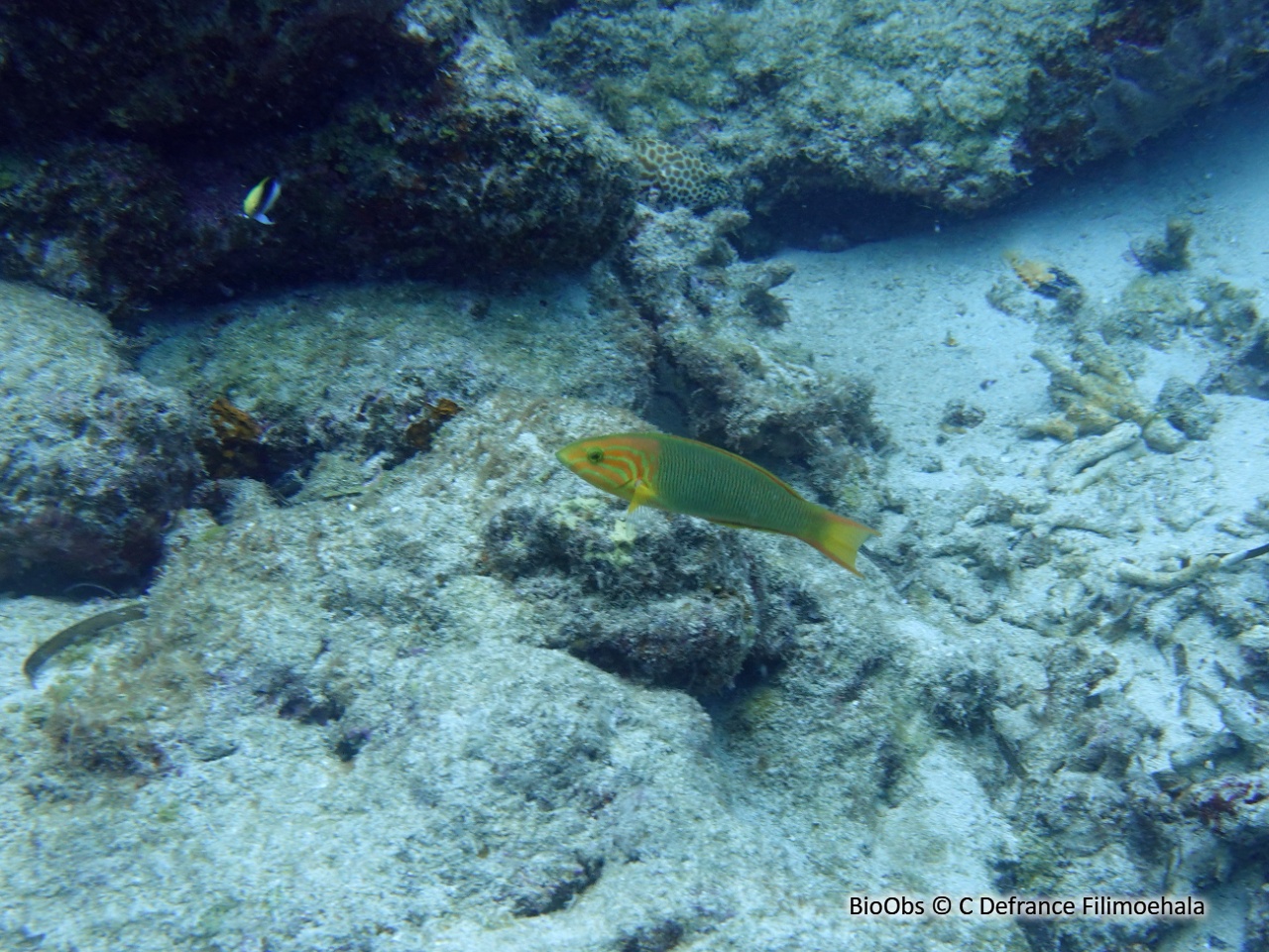 Girelle paon jaune - Thalassoma lutescens - C Defrance Filimoehala - BioObs