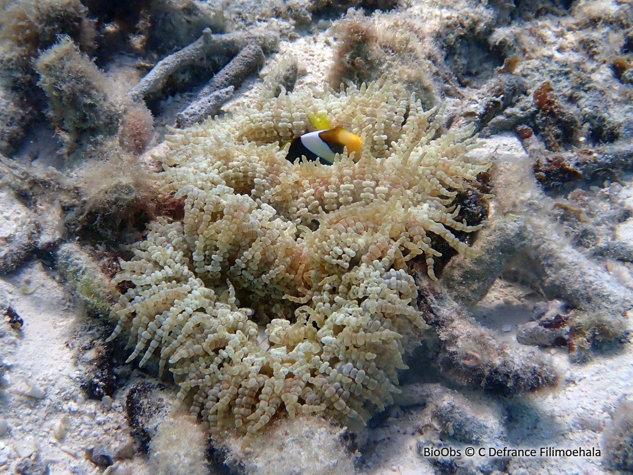 Anémone collier de perles - Heteractis aurora - C Defrance Filimoehala - BioObs
