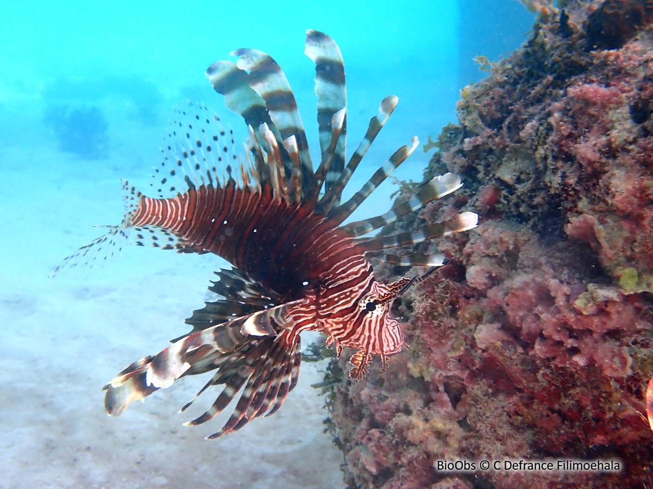 Rascasse volante du pacifique - Pterois volitans - C Defrance Filimoehala - BioObs