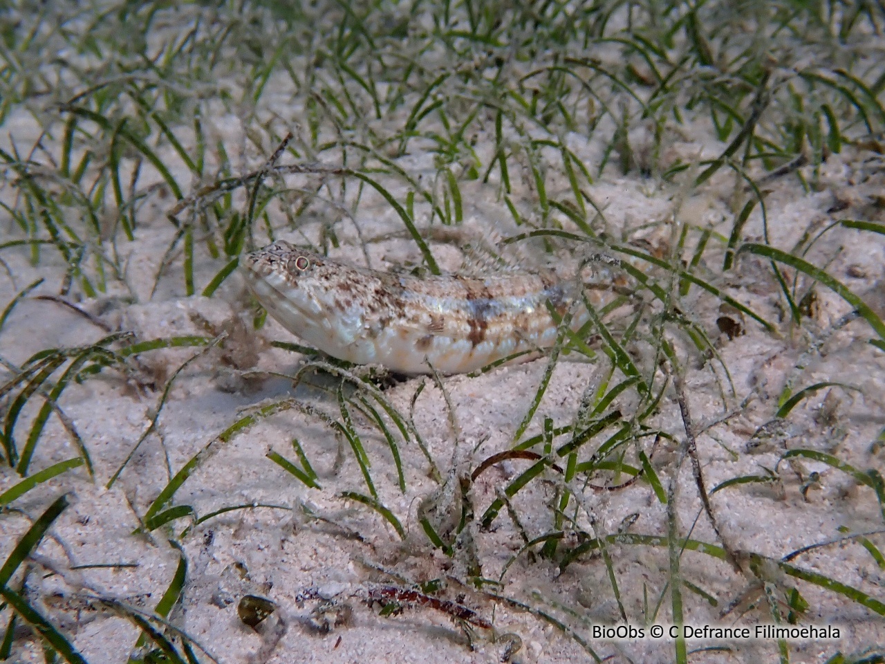 Poisson-lézard de sable - Synodus dermatogenys - C Defrance Filimoehala - BioObs