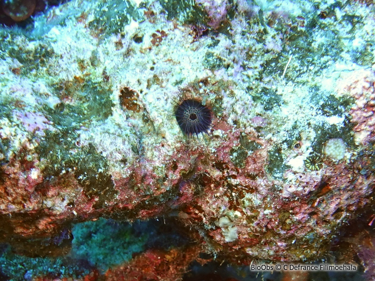 Oursin à fins piquants du Pacifique - Echinostrephus aciculatus - C Defrance Filimoehala - BioObs