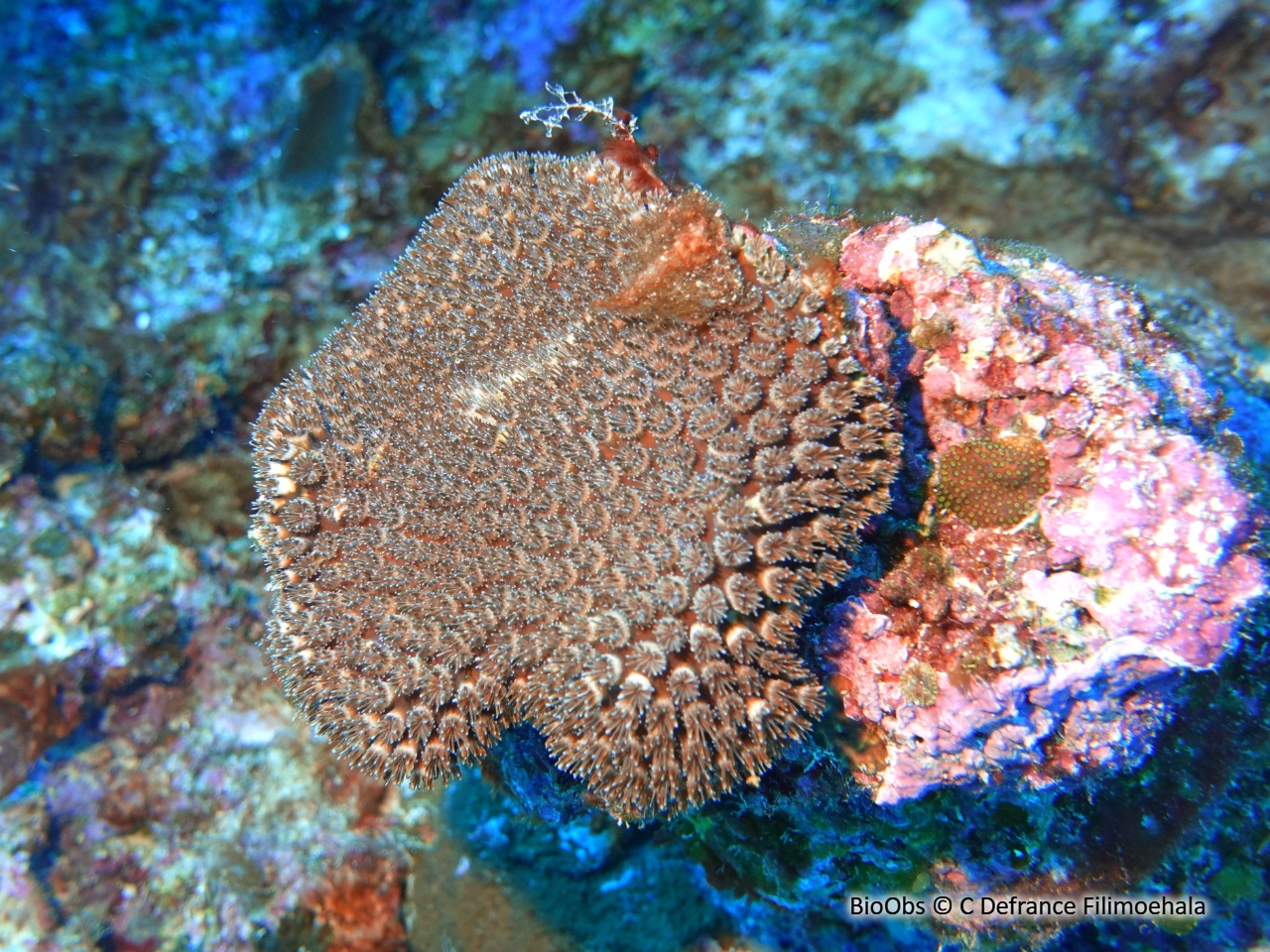 Corail piquant - Galaxea fascicularis - C Defrance Filimoehala - BioObs