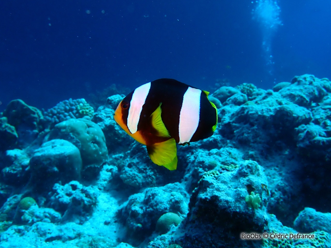 Poisson-clown de Clark - Amphiprion clarkii - Cédric Defrance - BioObs