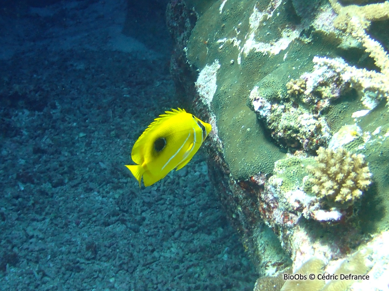 Poisson-papillon de Bennett - Chaetodon bennetti - Cédric Defrance - BioObs