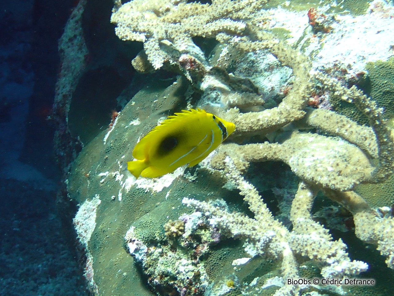 Poisson-papillon de Bennett - Chaetodon bennetti - Cédric Defrance - BioObs