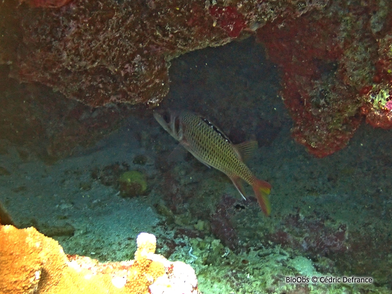 Poisson-écureuil argenté à bandes - Neoniphon opercularis - Cédric Defrance - BioObs