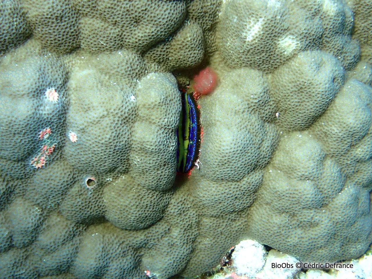 Huître corallicole - Pedum spondyloideum - Cédric Defrance - BioObs