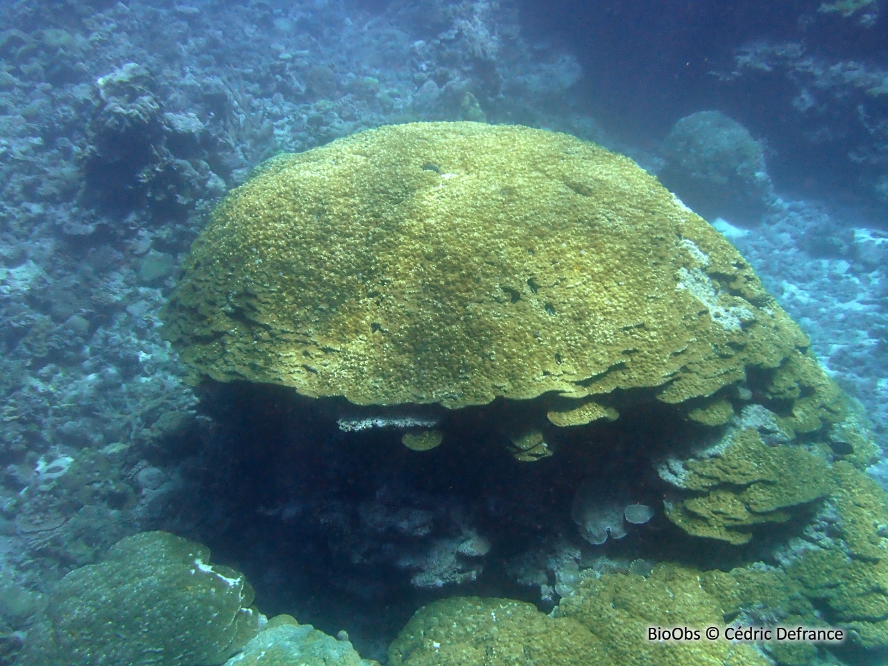 Porites (genre) - Porites sp - Cédric Defrance - BioObs