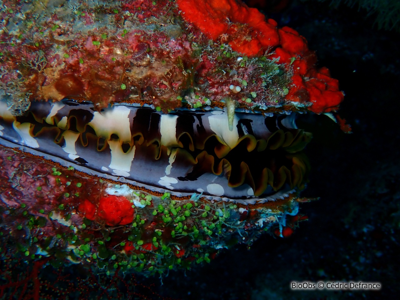 Spondyle d'Indo-Pacifique - Spondylus sp - Cédric Defrance - BioObs