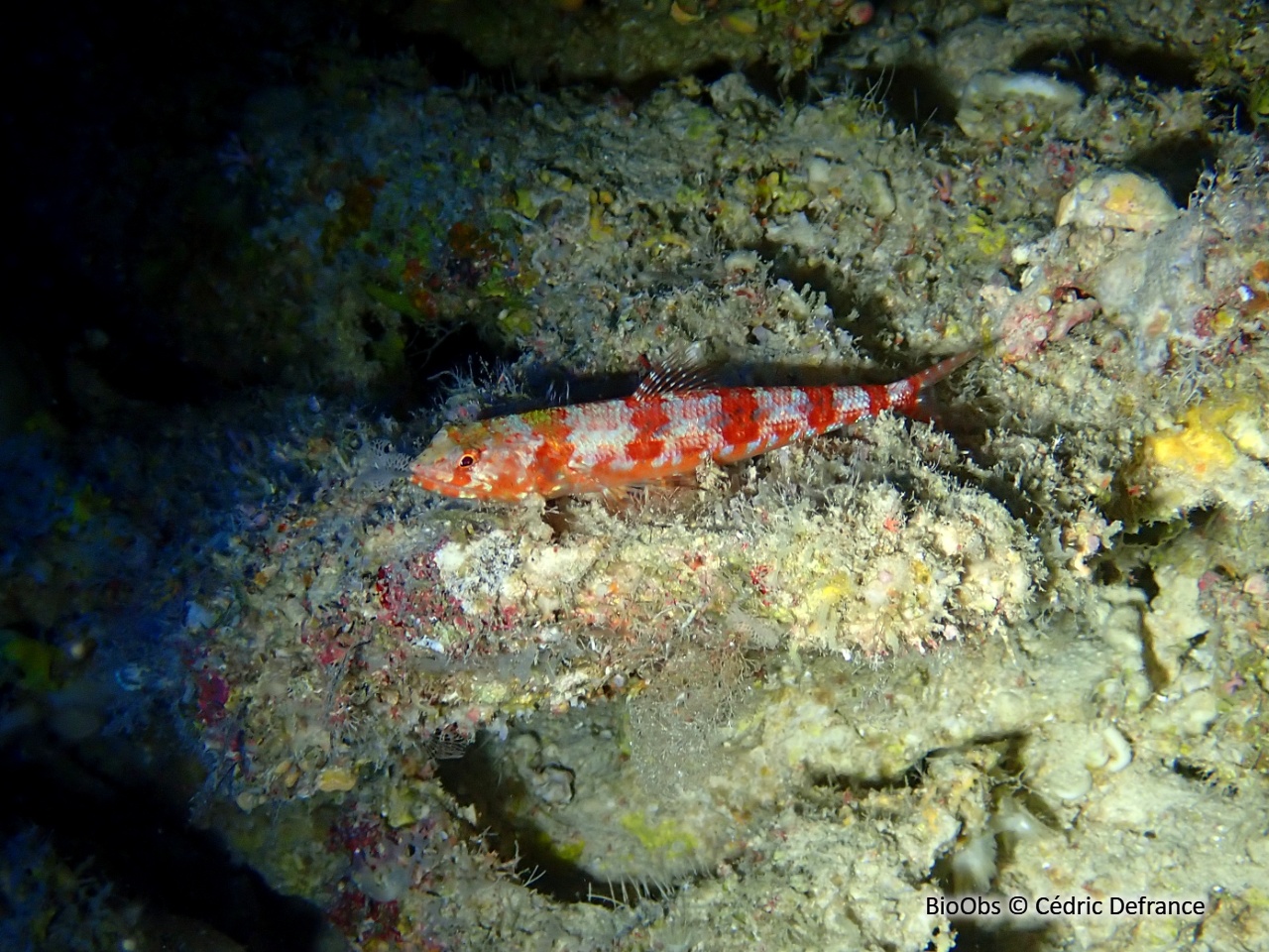 Poisson lézard - Synodus binotatus - Cédric Defrance - BioObs