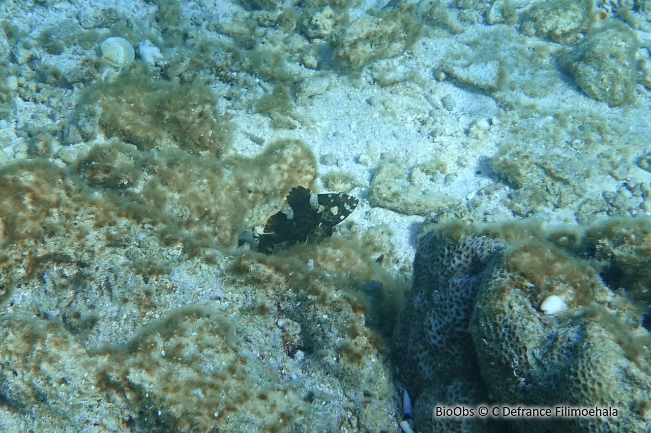 Mérou haute voile - Epinephelus maculatus - C Defrance Filimoehala - BioObs