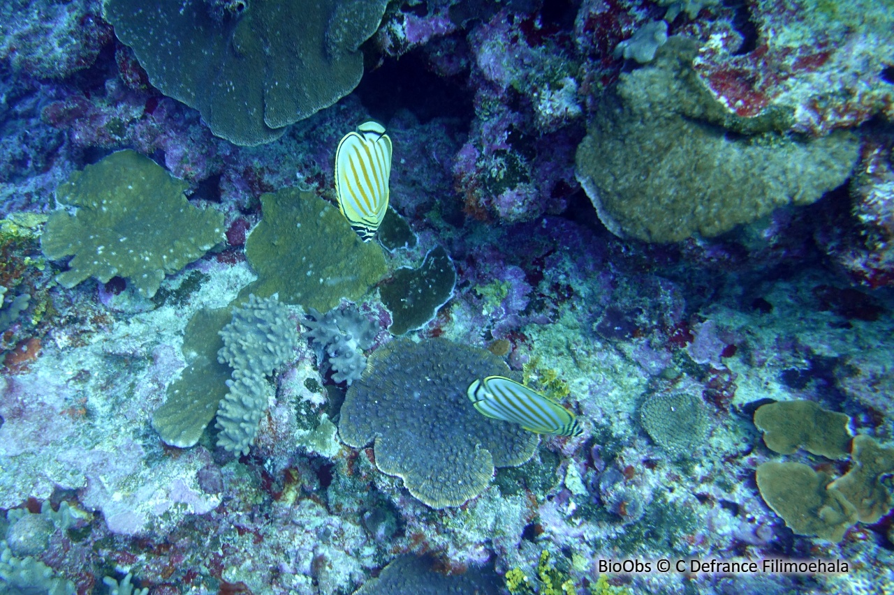 Poisson-papillon orné - Chaetodon ornatissimus - C Defrance Filimoehala - BioObs