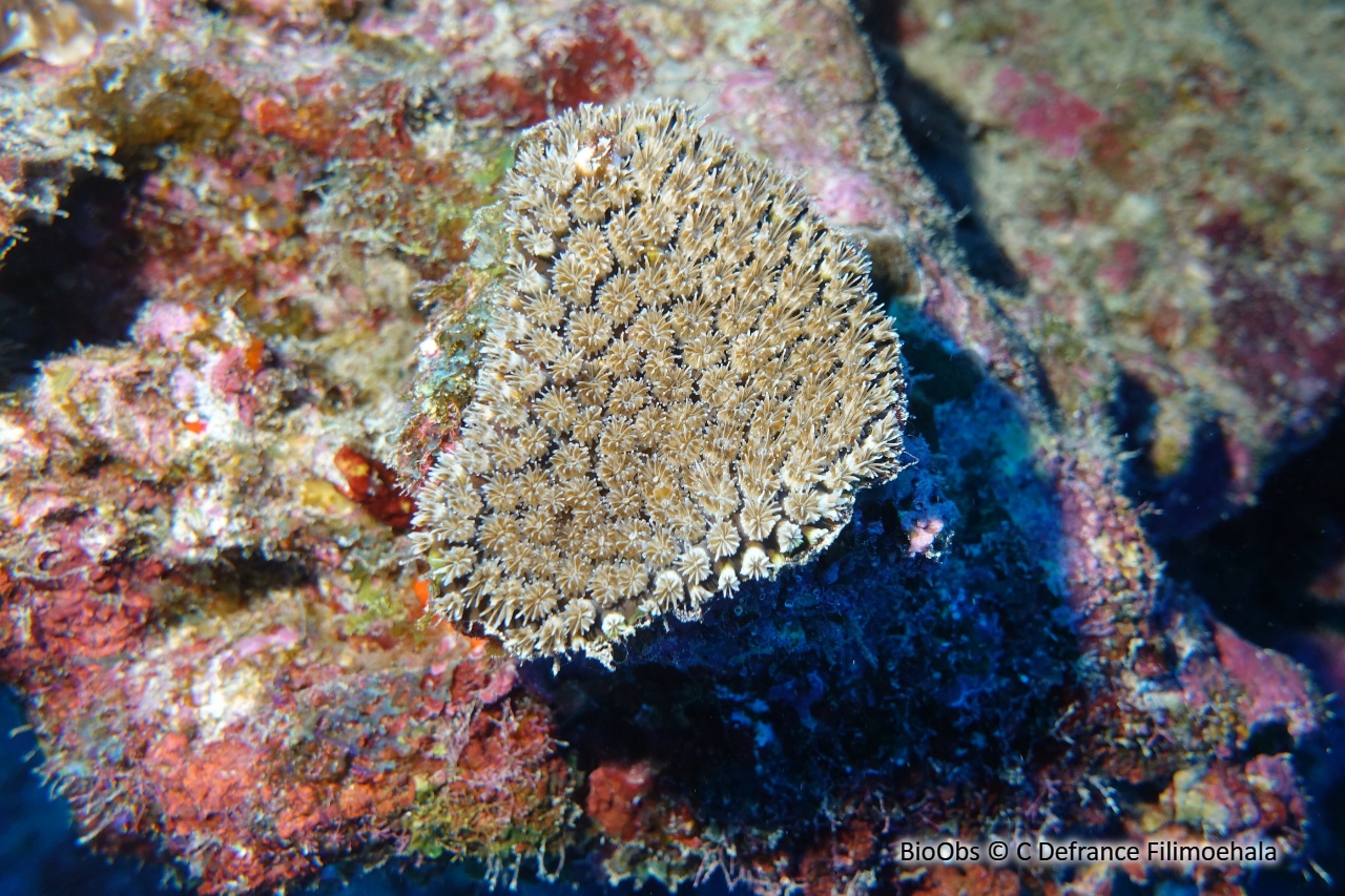 Corail piquant - Galaxea fascicularis - C Defrance Filimoehala - BioObs