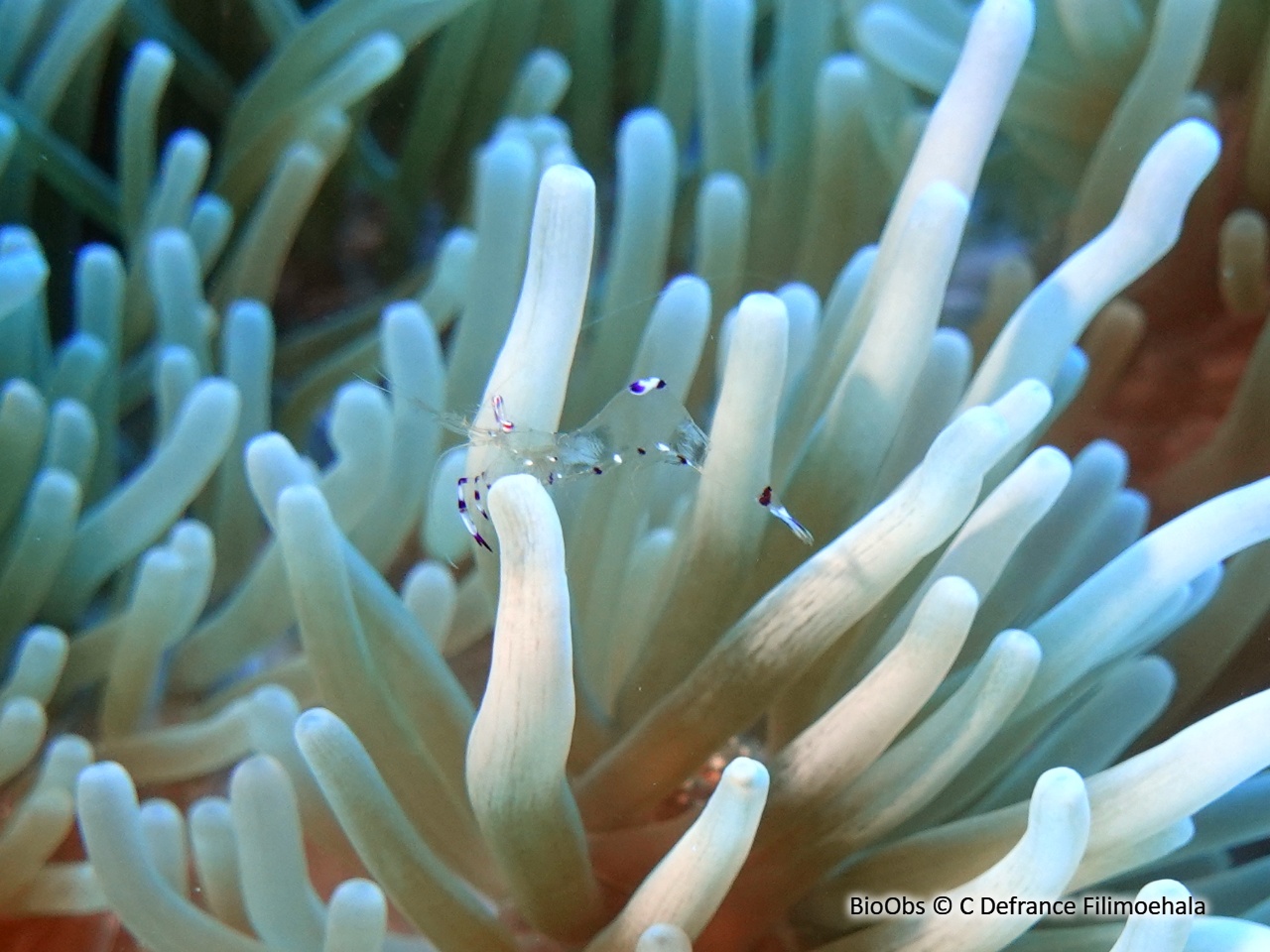 Crevette transparente à tache bleue - Ancylomenes sarasvati - C Defrance Filimoehala - BioObs
