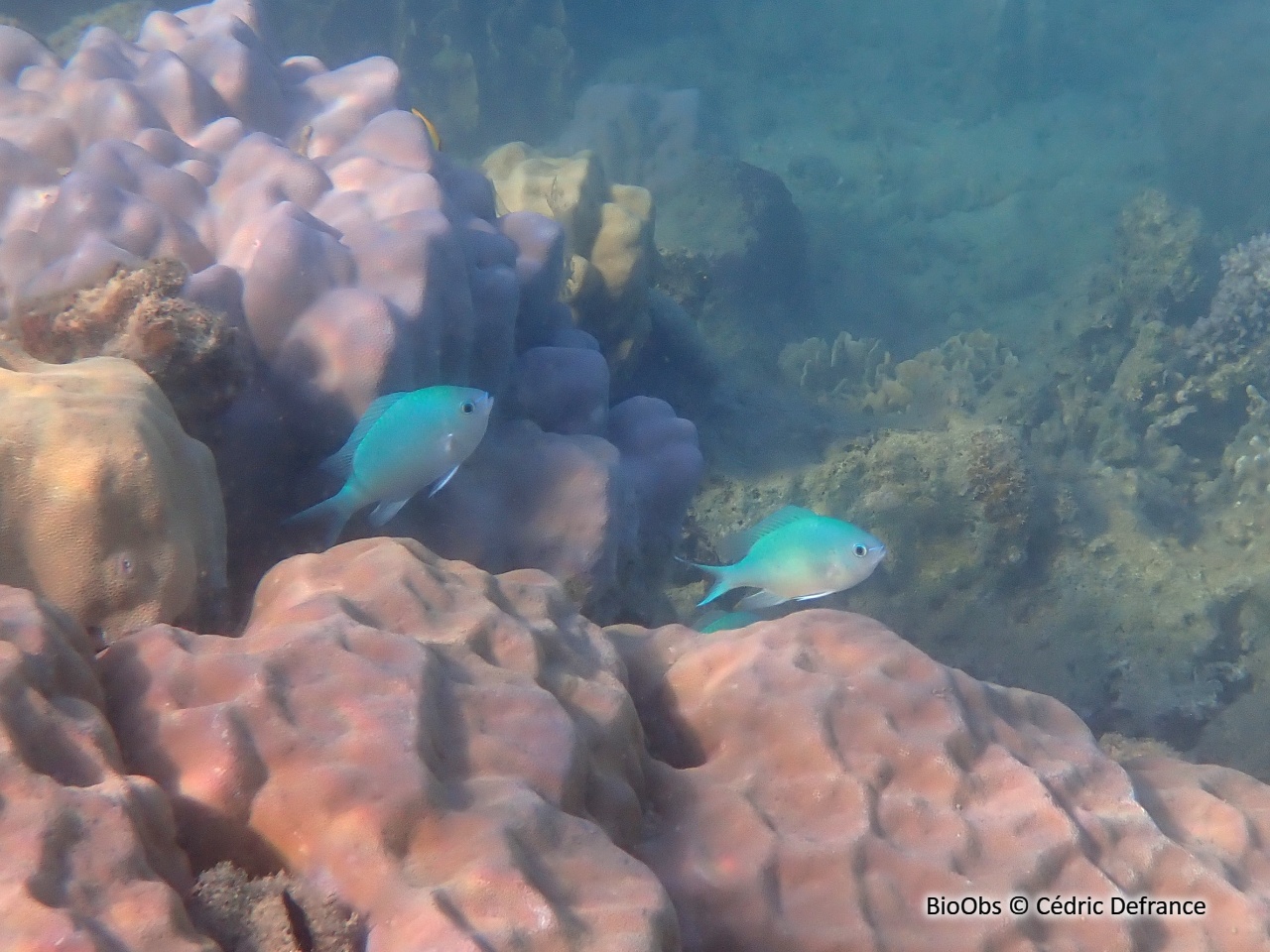 Demoiselle bleu-vert - Chromis viridis - Cédric Defrance - BioObs