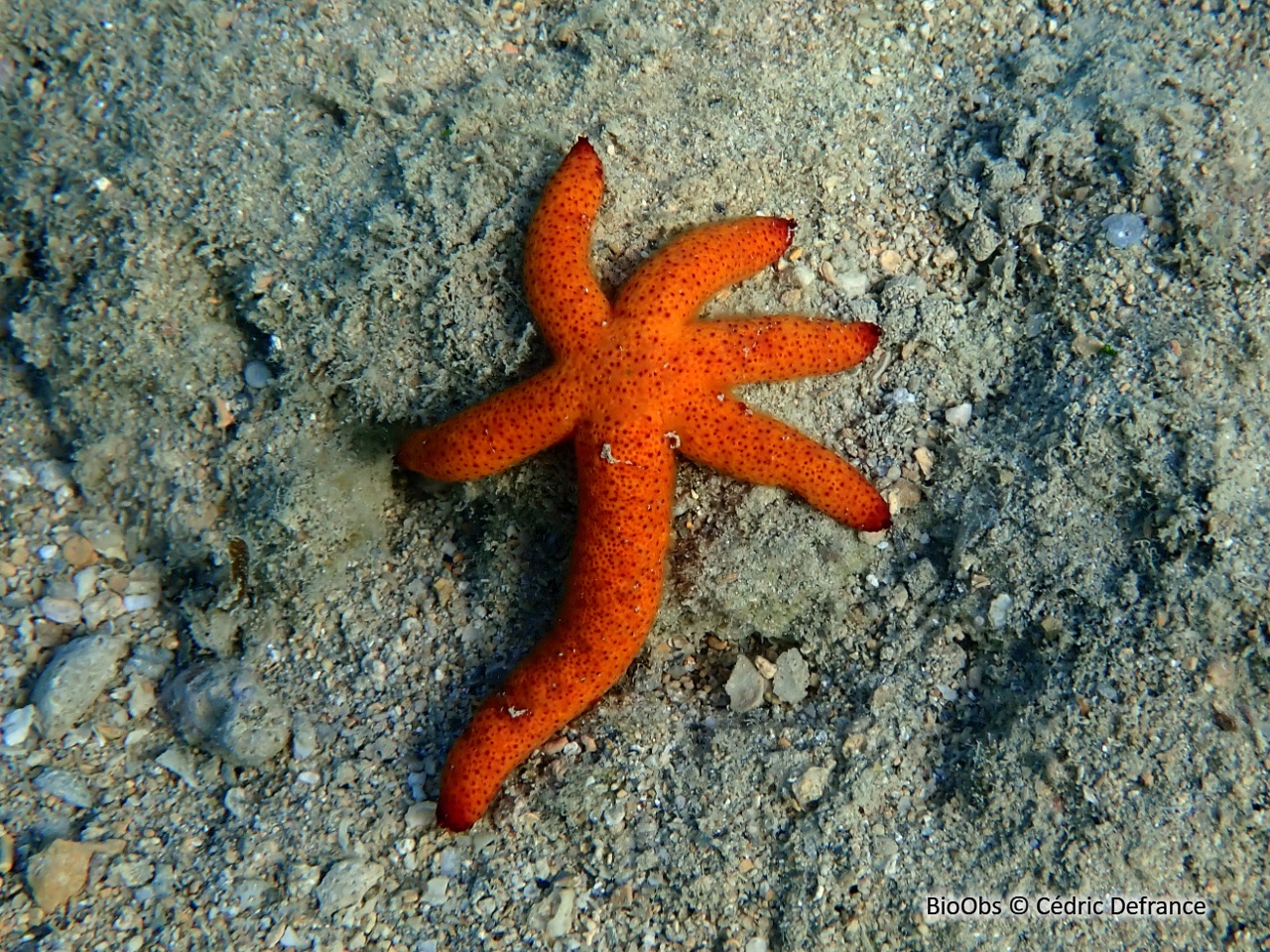 Etoile de mer de Luzon - Echinaster luzonicus - Cédric Defrance - BioObs