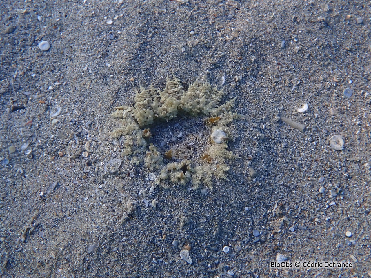 Anémone collier de perles - Heteractis aurora - Cédric Defrance - BioObs