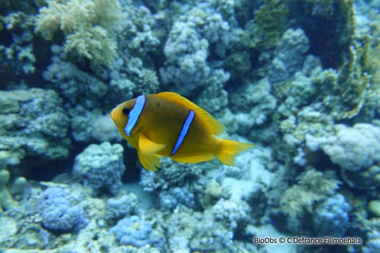 Poisson-clown à deux bandes - Amphiprion bicinctus - C Defrance Filimoehala - BioObs