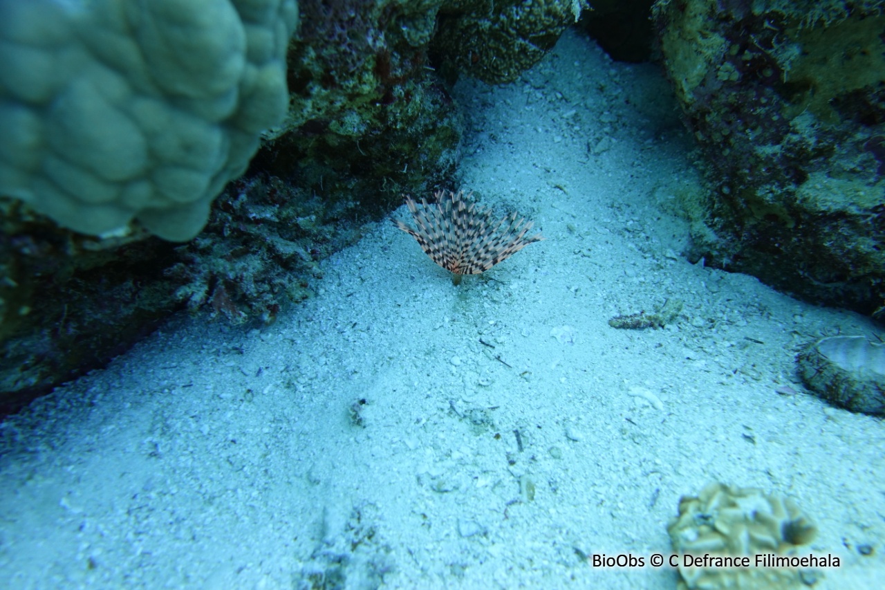 Ver éventail - Sabellastarte sp. - C Defrance Filimoehala - BioObs