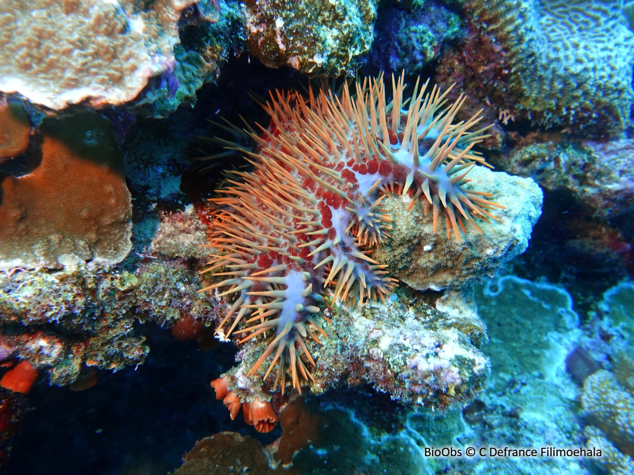 Acanthaster couronne d'épines solaire - Acanthaster solaris - C Defrance Filimoehala - BioObs