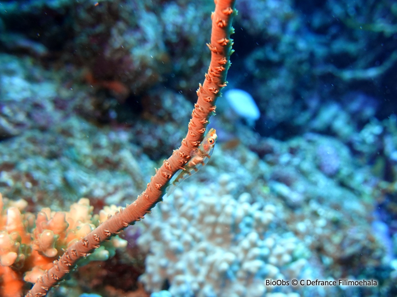 Gobie des coraux fil-de-fer - Bryaninops yongei - C Defrance Filimoehala - BioObs