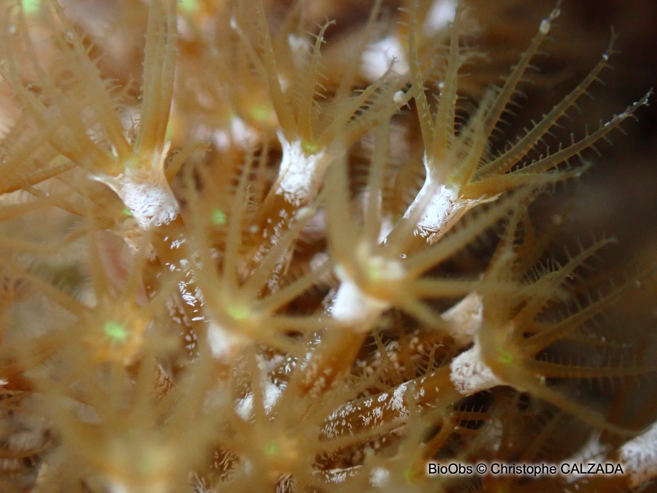 Alcyon brun - Maasella edwardsi - Christophe CALZADA - BioObs