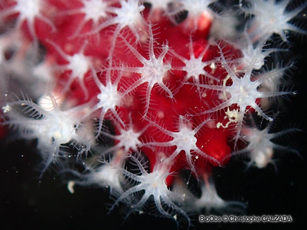 Alcyon méditerranéen - Alcyonium acaule - Christophe CALZADA - BioObs