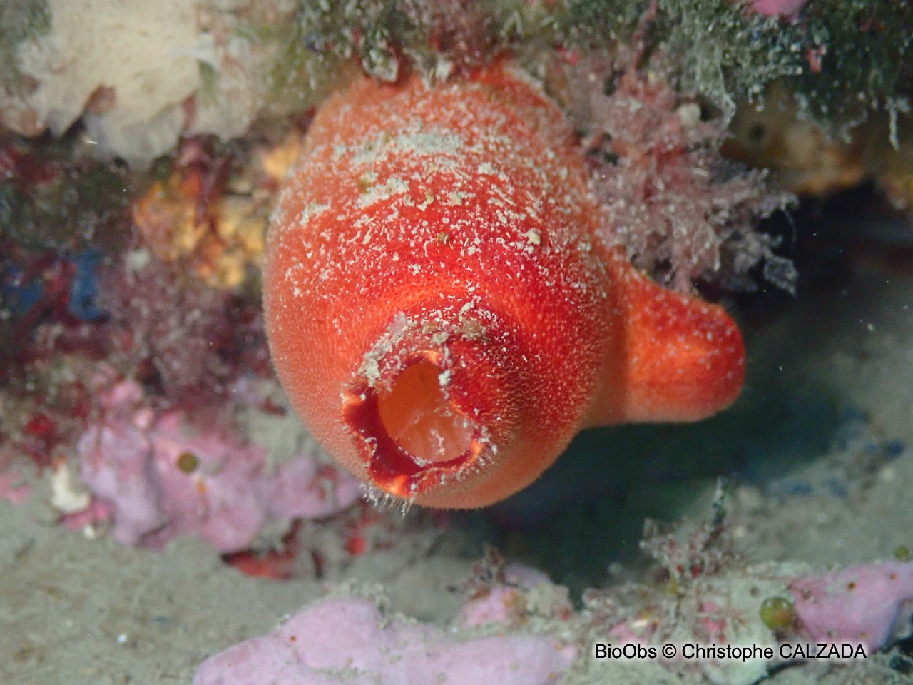 Ascidie rouge - Halocynthia papillosa - Christophe CALZADA - BioObs