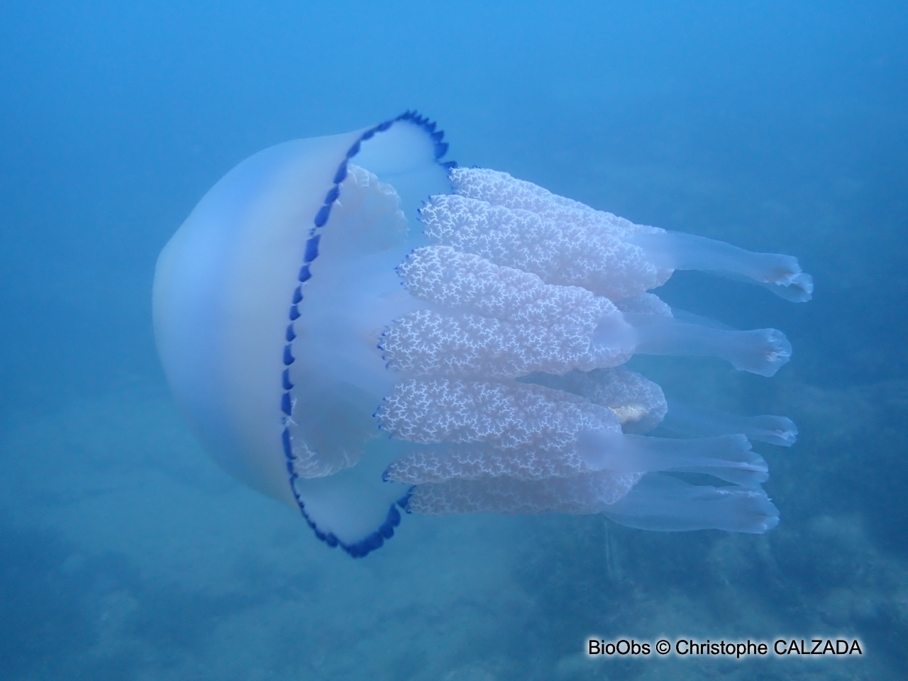 Rhizostome - Rhizostoma pulmo - Christophe CALZADA - BioObs