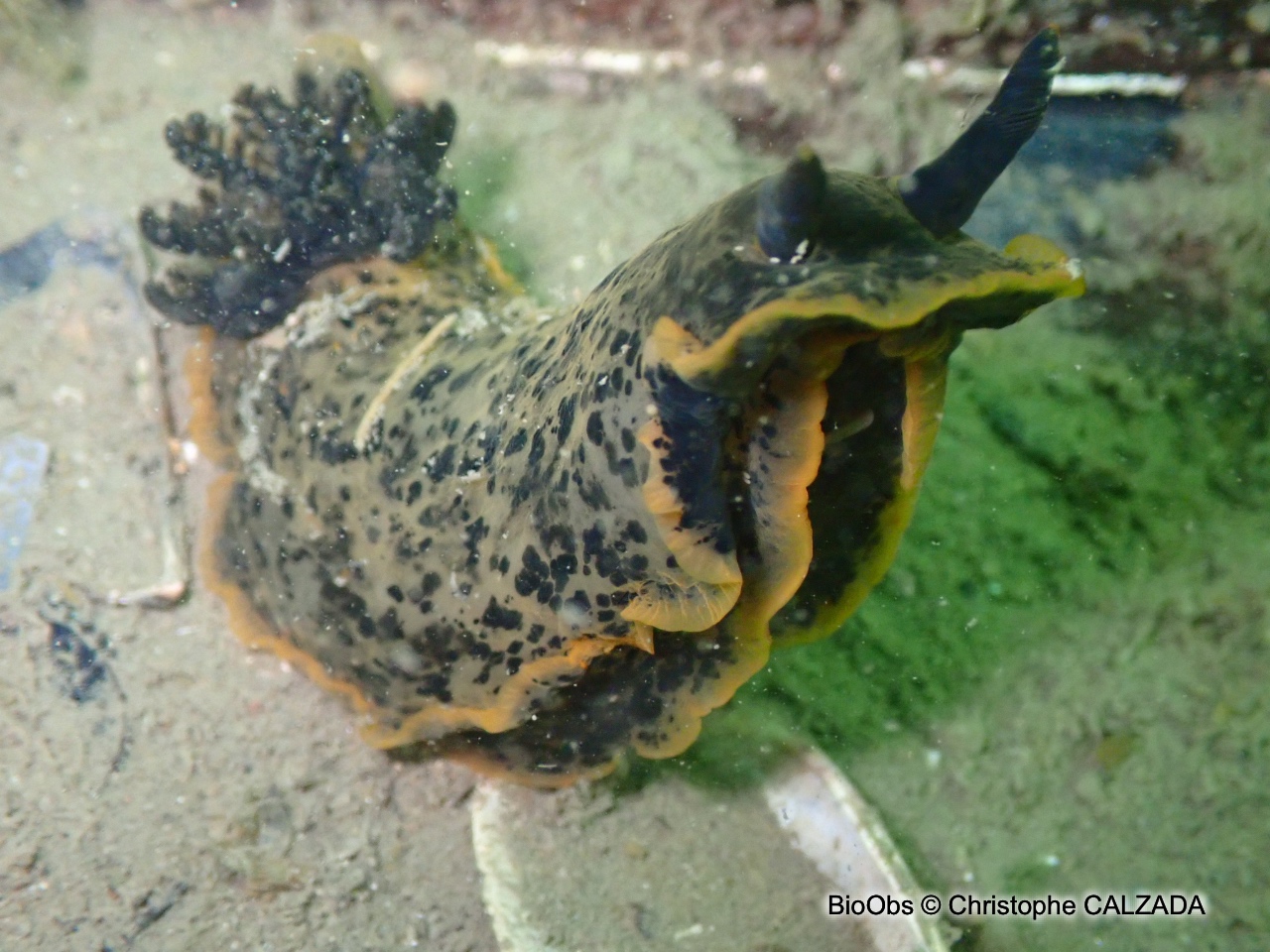 Doris marbrée - Dendrodoris limbata - Christophe CALZADA - BioObs
