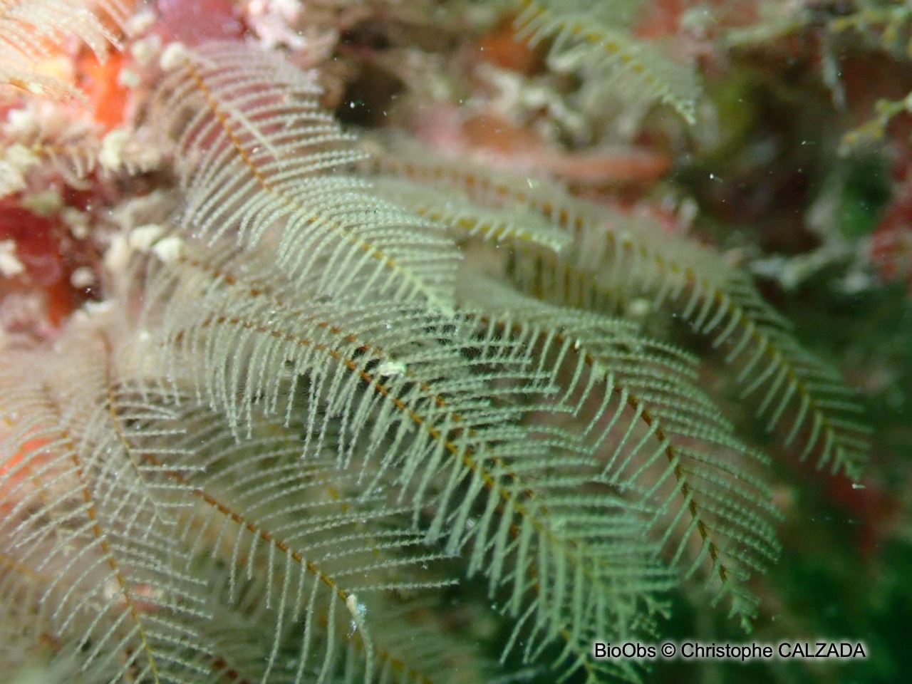 Plumulaire - Aglaophenia tubiformis - Christophe CALZADA - BioObs