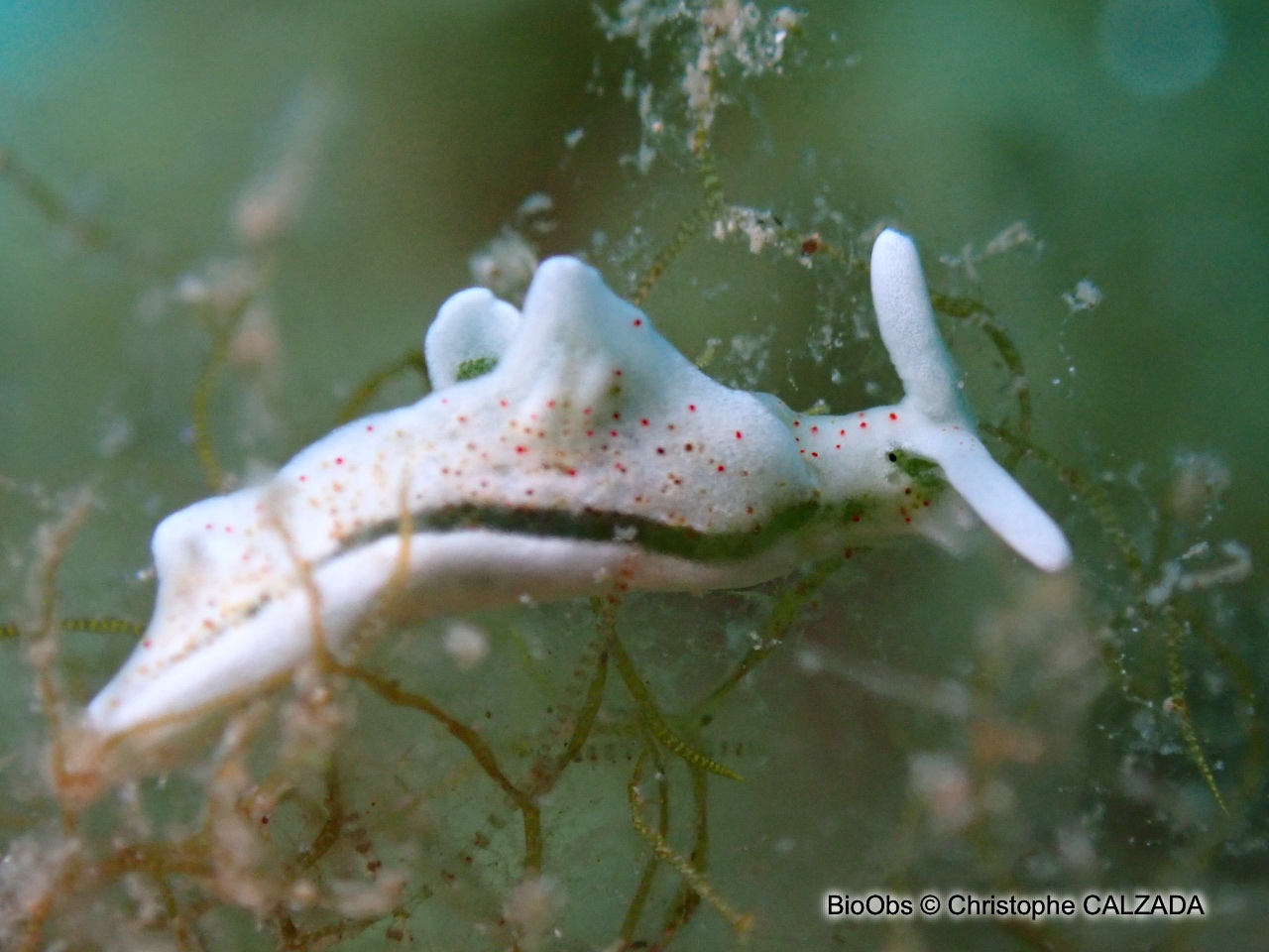 Elysie timide - Elysia timida - Christophe CALZADA - BioObs