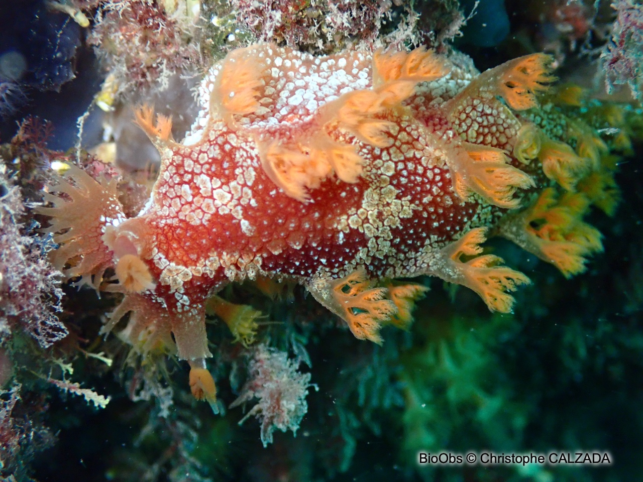 Marionia - Marionia blainvillea - Christophe CALZADA - BioObs