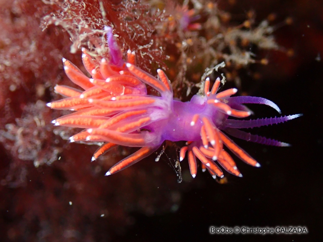 Flabelline d'Ischia - Paraflabellina ischitana - Christophe CALZADA - BioObs
