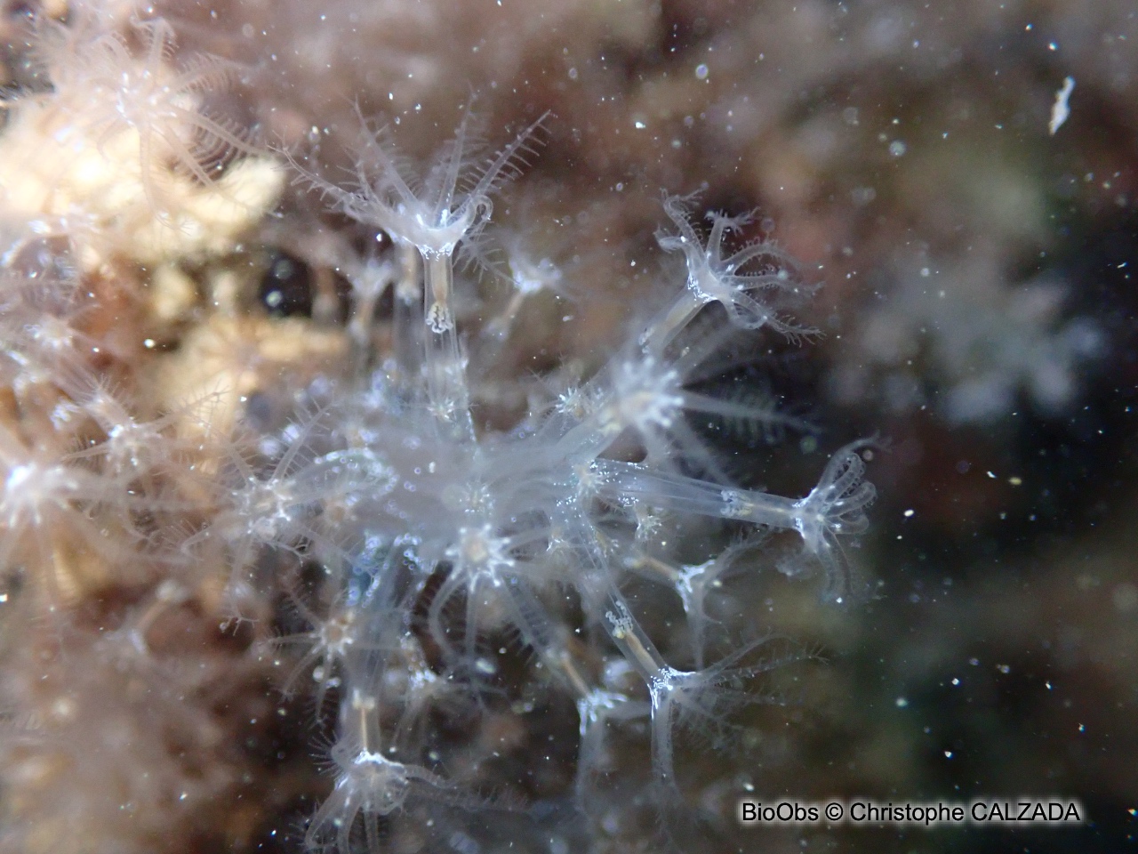 Alcyon translucide - Paralcyonium spinulosum - Christophe CALZADA - BioObs