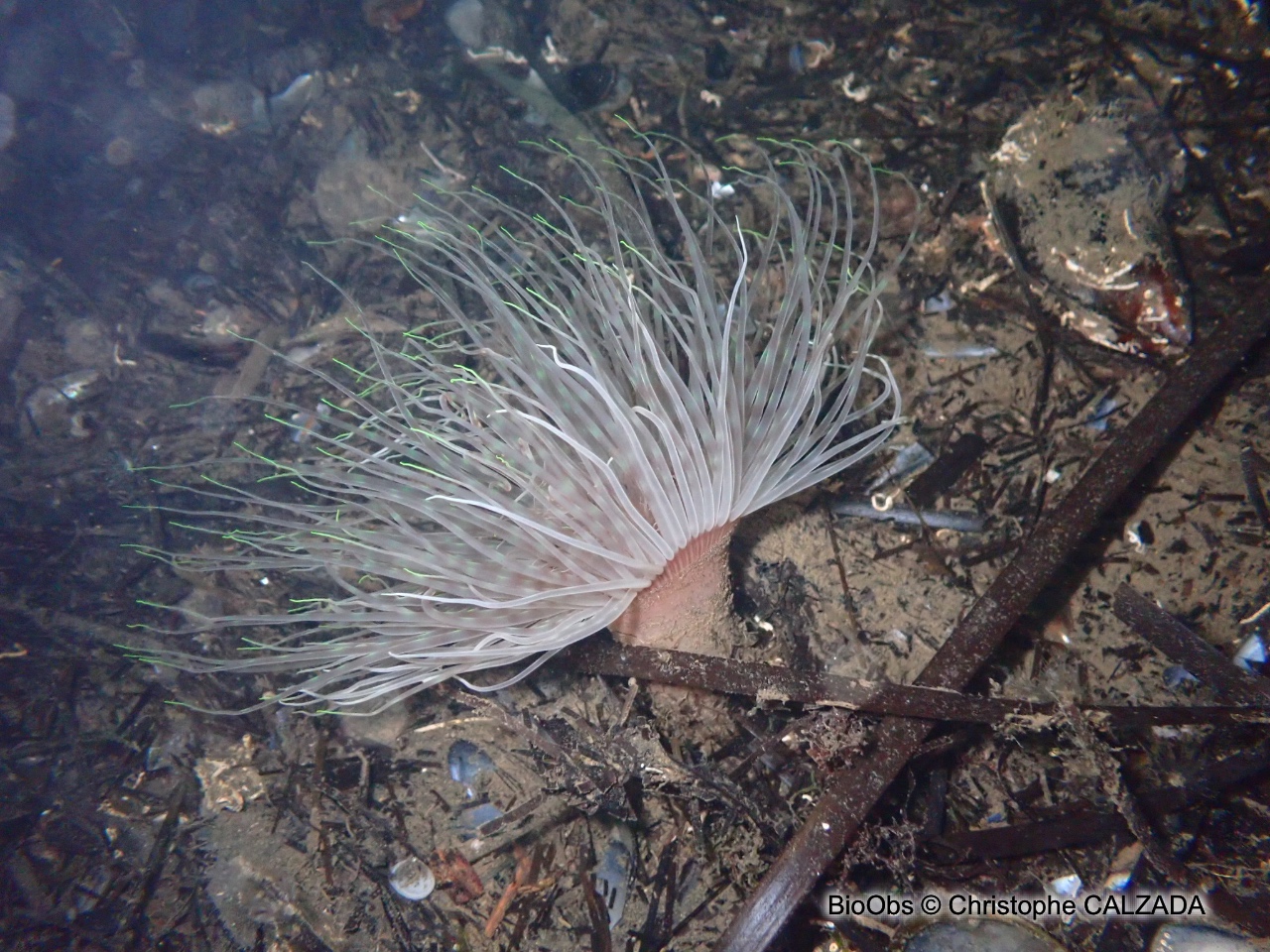 Cérianthe solitaire - Pachycerianthus solitarius - Christophe CALZADA - BioObs