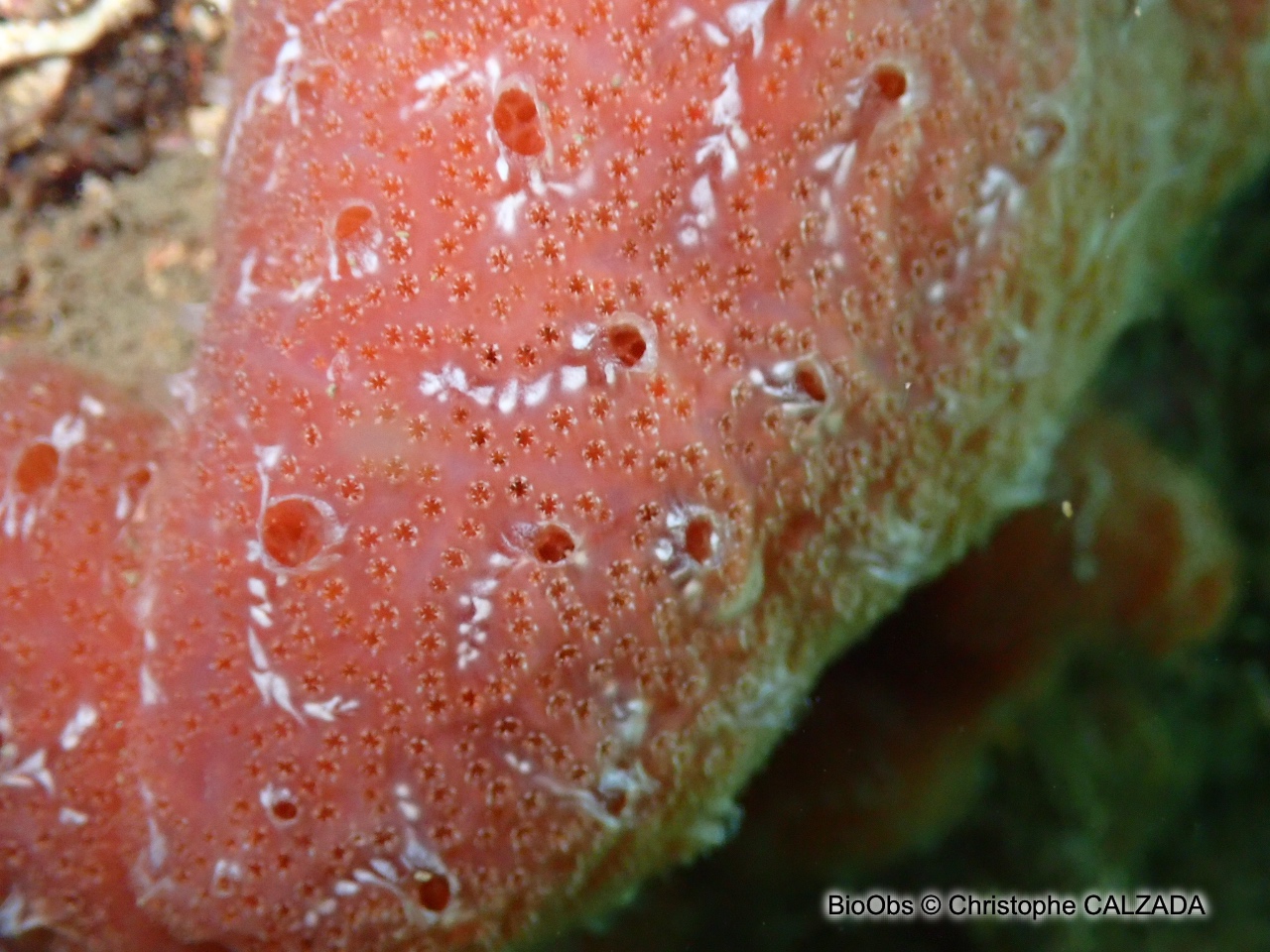 Aplidium de Nordmann; forme méditerranéenne - Aplidium aff. nordmanni - Christophe CALZADA - BioObs