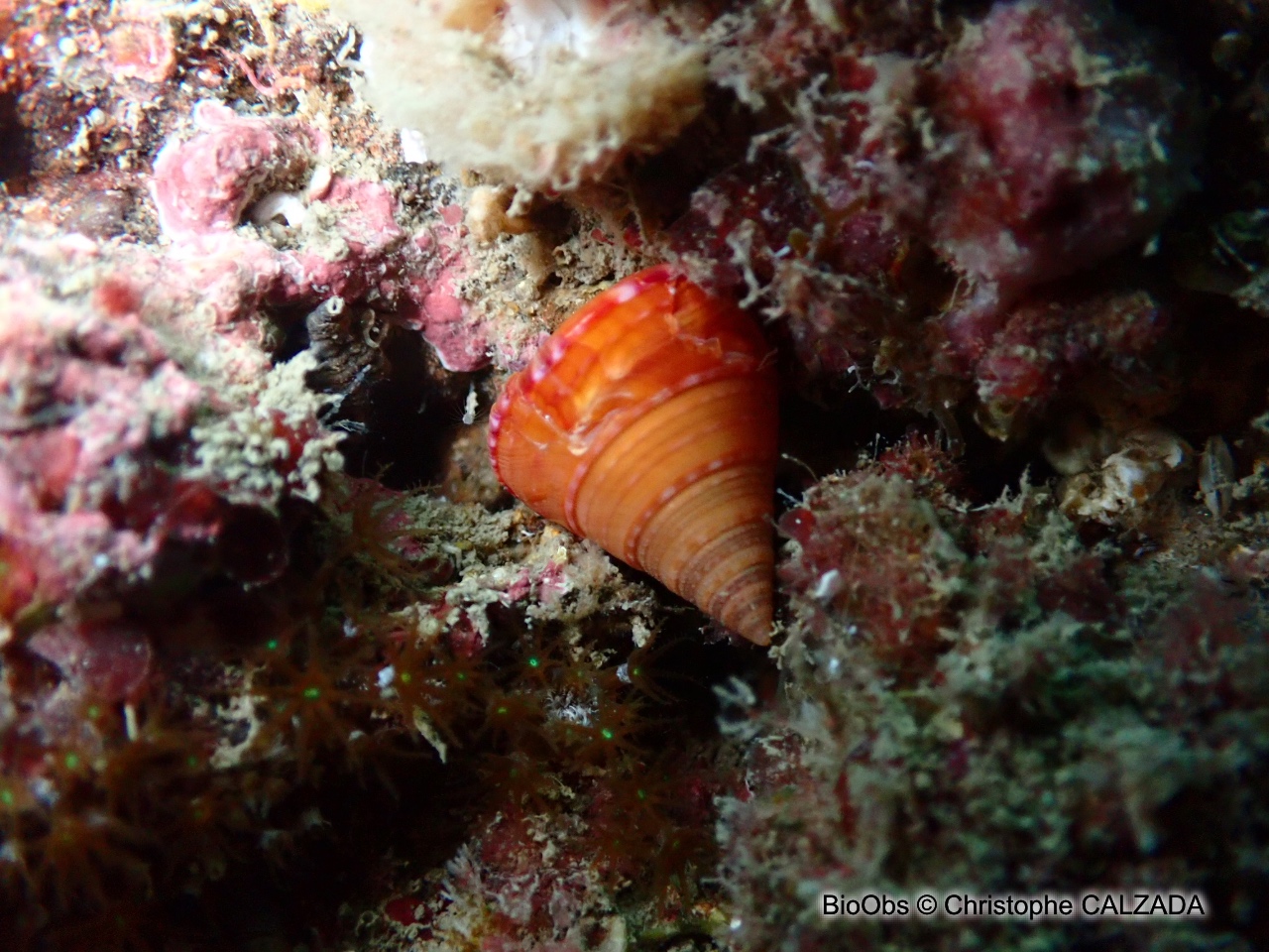 Troque orange - Calliostoma conulus - Christophe CALZADA - BioObs
