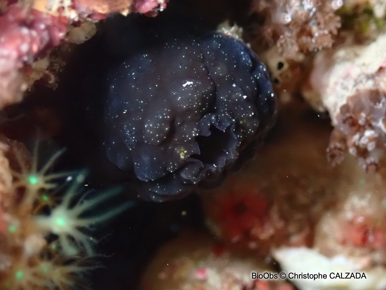 Ascidie noire - Phallusia fumigata - Christophe CALZADA - BioObs