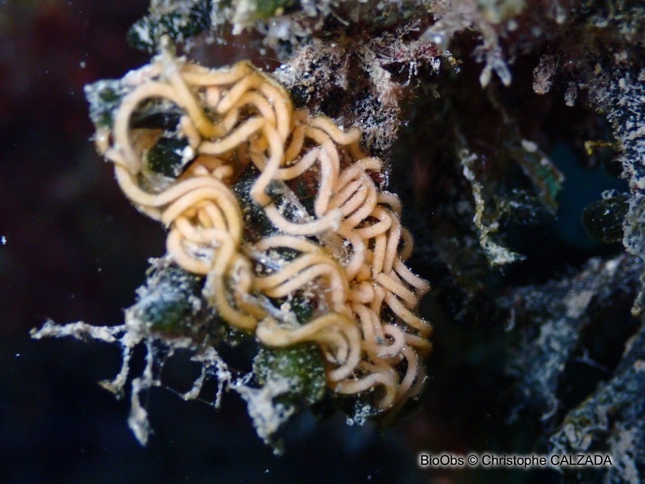 Lièvre de mer moucheté ponte - Aplysia - Christophe CALZADA - BioObs