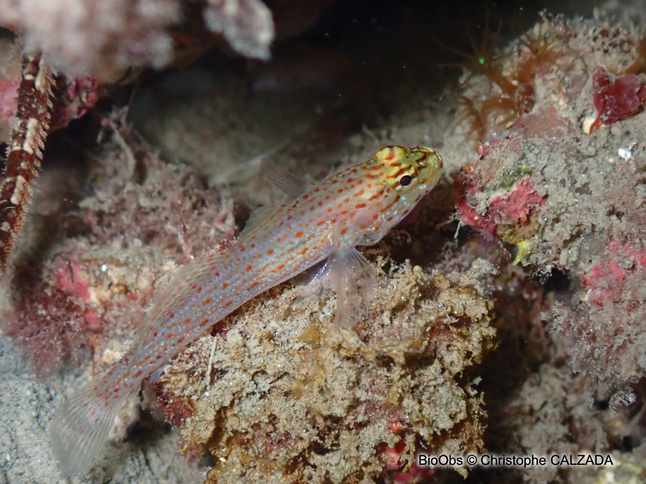 Gobie à tête jaune - Gobius xanthocephalus - Christophe CALZADA - BioObs