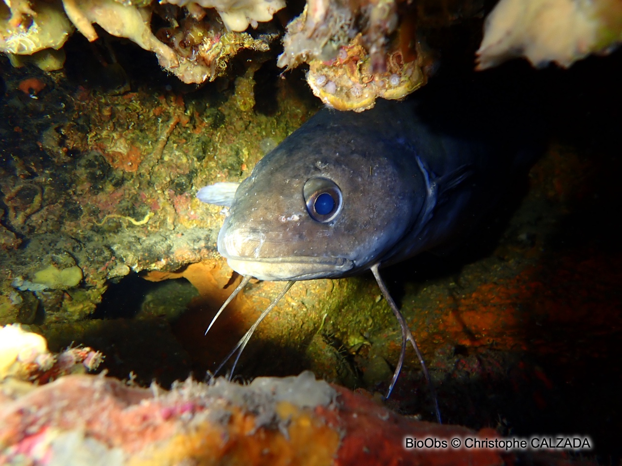 Mostelle - Phycis phycis - Christophe CALZADA - BioObs