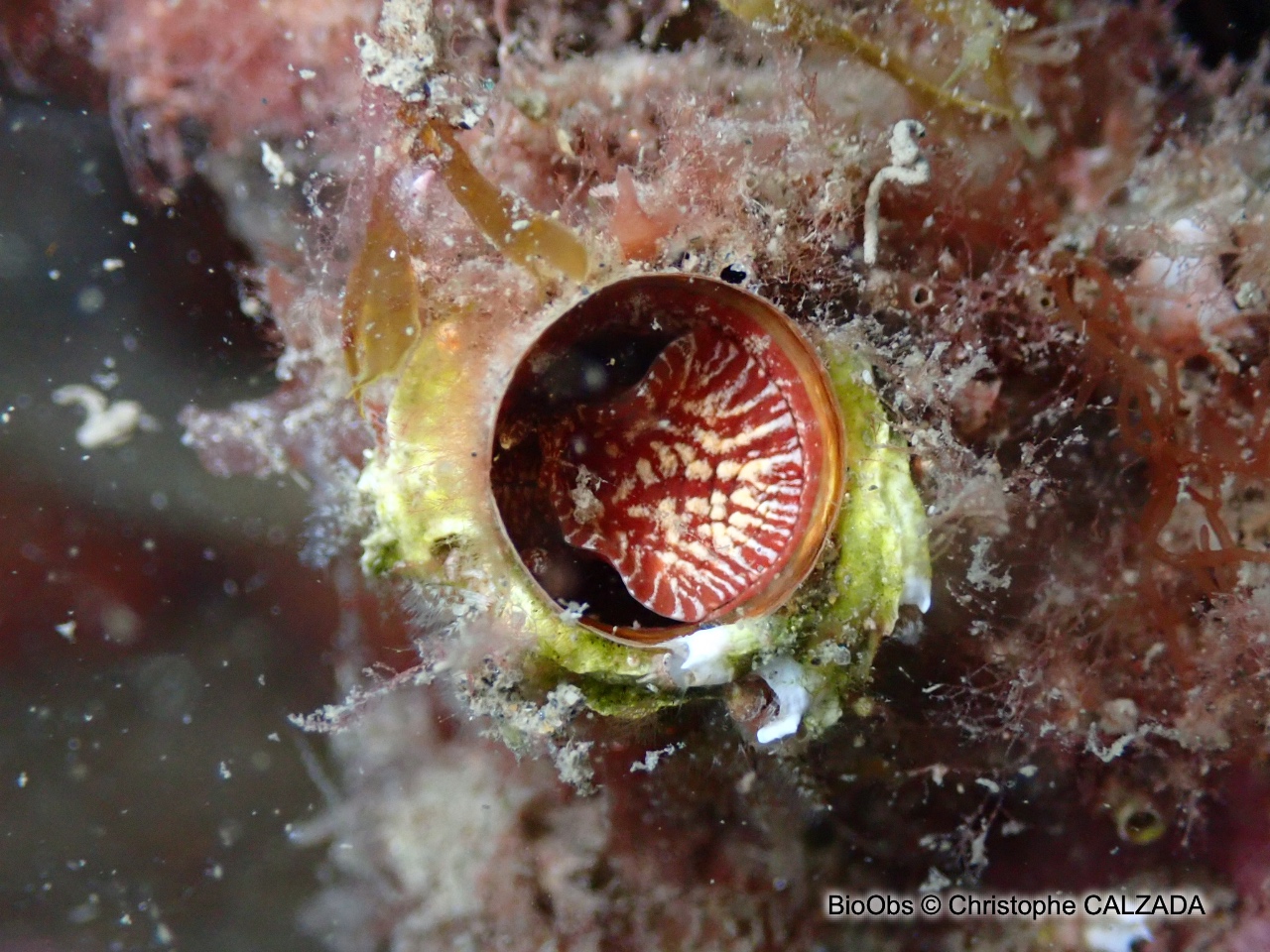Grand vermet - Thylacodes arenarius - Christophe CALZADA - BioObs