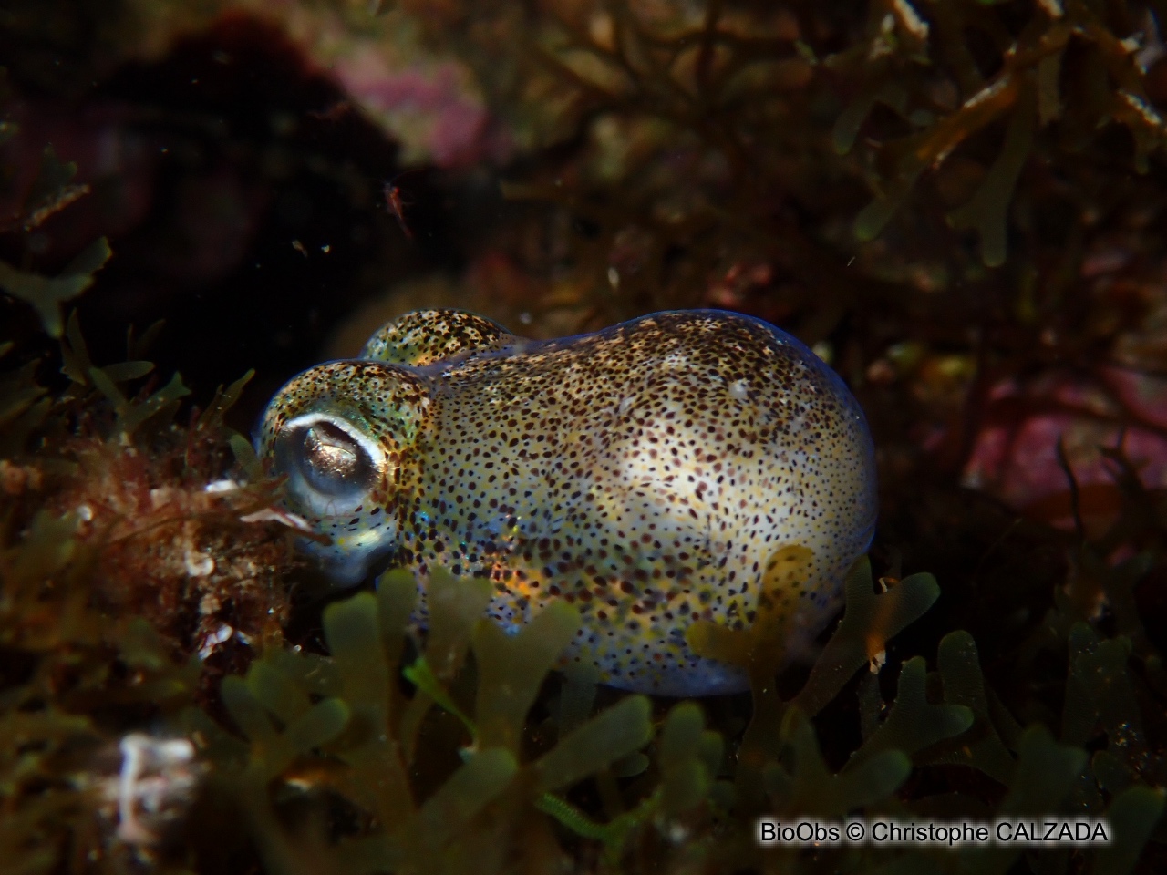 Sépiole de Rondelet - Sepiola rondeletii - Christophe CALZADA - BioObs