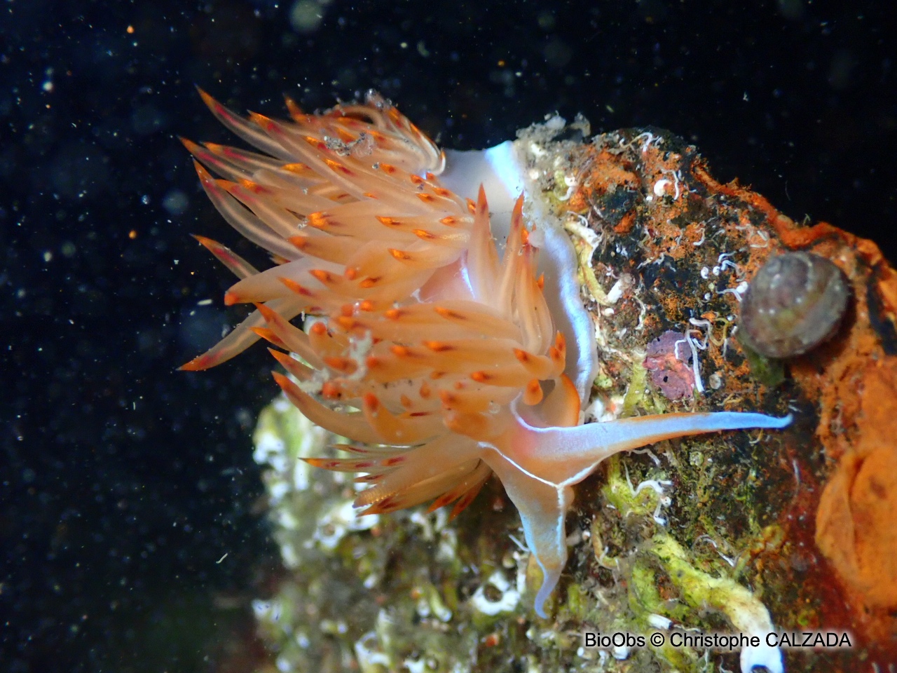 Godive orange - Nemesignis banyulensis - Christophe CALZADA - BioObs