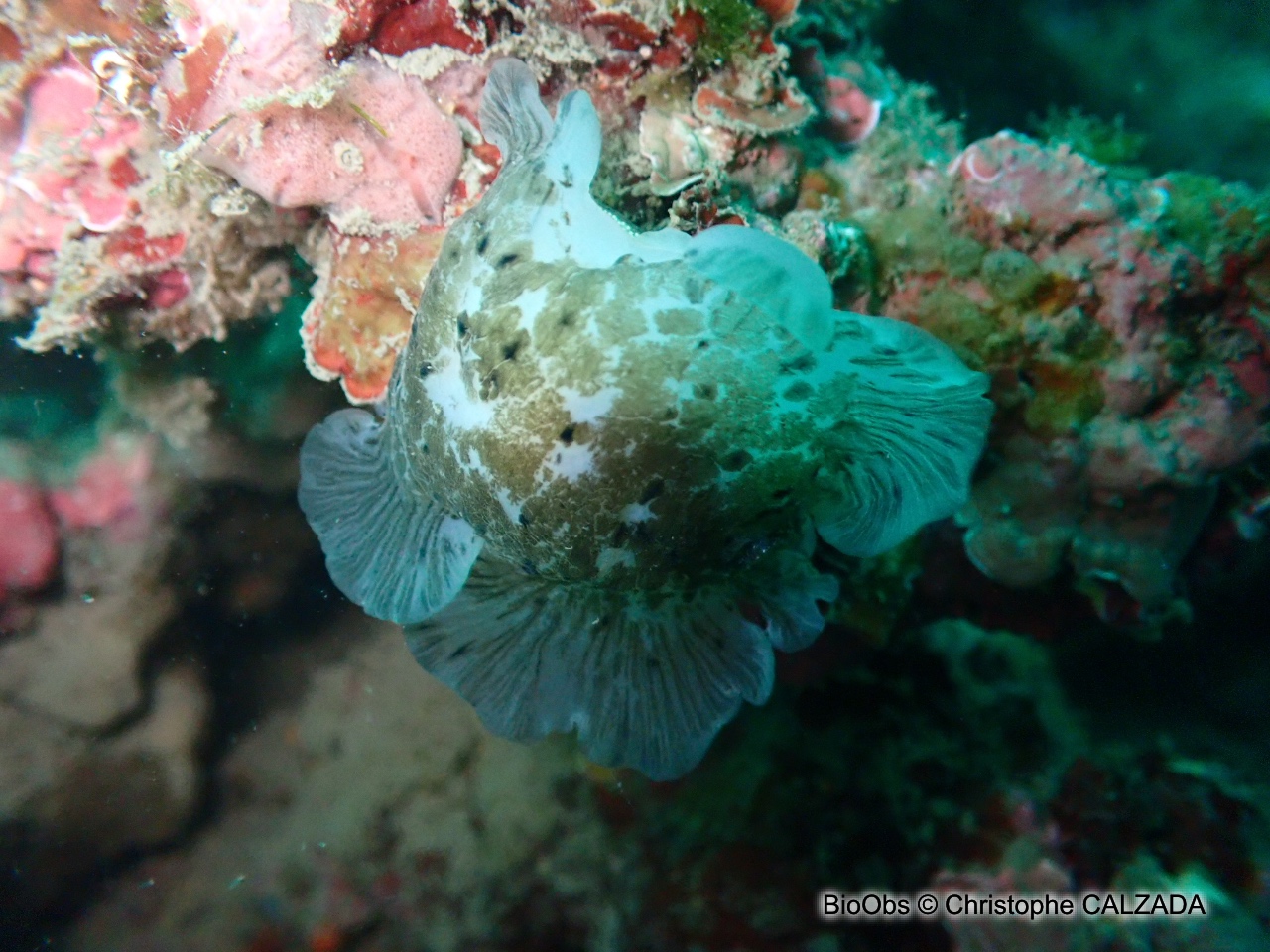 Doris grande fleur - Dendrodoris grandiflora - Christophe CALZADA - BioObs