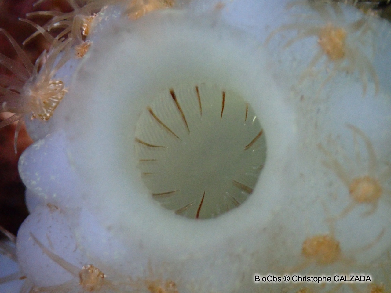 Ascidie blanche - Phallusia mammillata - Christophe CALZADA - BioObs