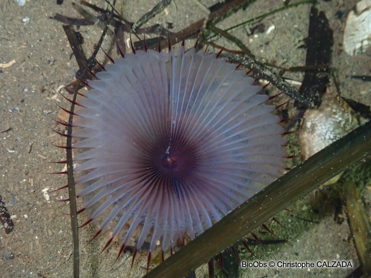 Ver myxicole - Myxicola infundibulum - Christophe CALZADA - BioObs