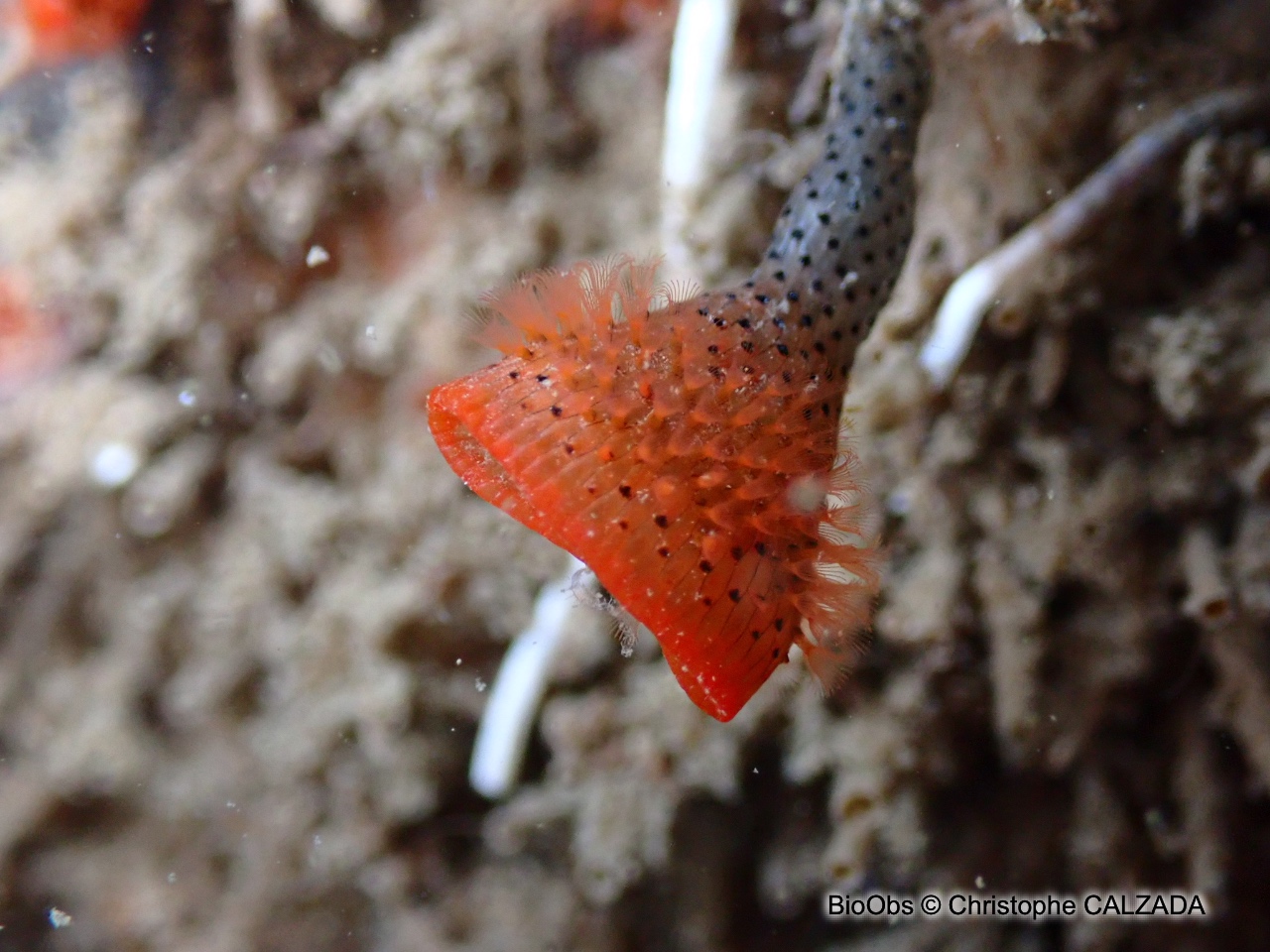 Bryozoaire rouge orange vif à points noirs - Watersipora subtorquata - Christophe CALZADA - BioObs