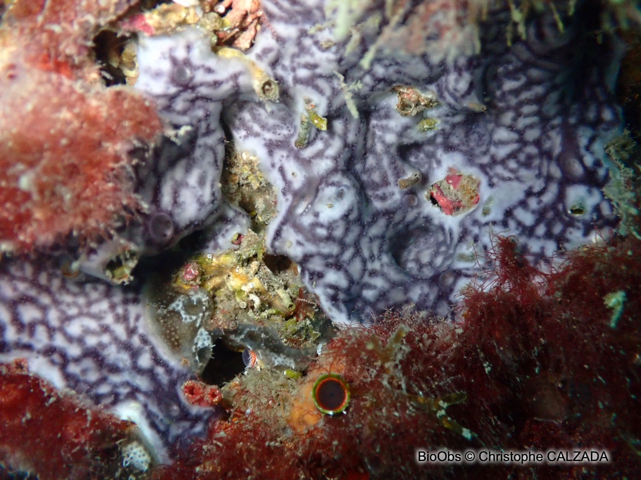 Didemne coriace - Didemnum coriaceum - Christophe CALZADA - BioObs